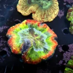 Wellsophyllia/Trachyphyllia Rainbow