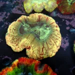 Wellsophyllia Multi