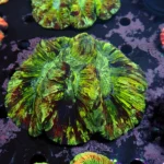 Wellsophyllia Green