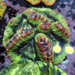Wellsophyllia Green