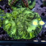 Wellsophyllia Green
