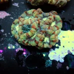 Acantastrea Rainbow Vietnam