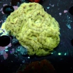 Acantastrea Rainbow Vietnam