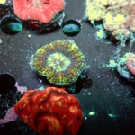 acantastrea Maxima