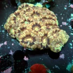Acantastrea Rainbow Vietnam Rare