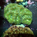 Aanthastrea lordhowensis multicolour