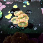 Acantastrea Rainbow Vietnam