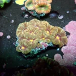 Acantastrea Rainbow Vietnam