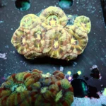 Acantastrea Rainbow Vietnam