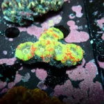 Acantastrea Rainbow Vietnam