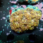 Acantastrea Rainbow Vietnam