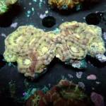 Acantastrea Rainbow Vietnam