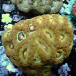 Acantastrea Rainbow Vietnam