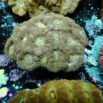 Acantastrea Rainbow Vietnam