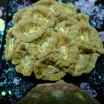 Acantastrea Rainbow Vietnam