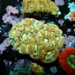 Acantastrea Rainbow Vietnam