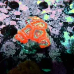Acantastrea Rainbow Vietnam