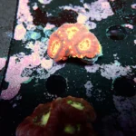 Acantastrea Lordhowensis Frag