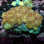 Acantastrea Rainbow Vietnam