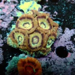 Acantastrea Rainbow Vietnam