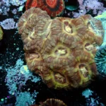 Acantastrea Rainbow Vietnam