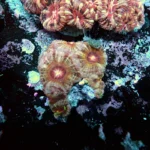 Acantastrea Rainbow Vietnam