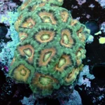 Acantastrea Rainbow Vietnam