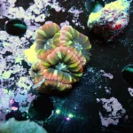 Acantastrea Rainbow Vietnam Rare