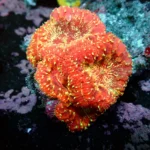 Blastomussa Rainbow