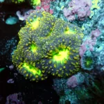 Blastomussa Radioactive