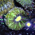 Indophyllia coral green