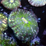 Indophyllia coral green