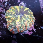 Indophyllia coral Rainbow