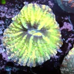 Indophyllia coral green