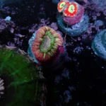 acantastrea Maxima