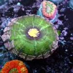Indophyllia coral Purple