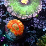 acantastrea Maxima