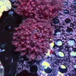 Goniopora red