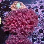 Goniopora Red