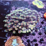 Goniopora Red Mouth