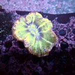 Indophyllia coral green