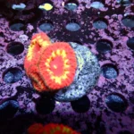 Blastomussa Rainbow