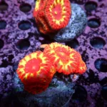Blastomussa Rainbow