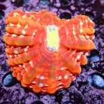 Cynarina Lacrymalis Orange