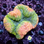 Lobophyllia Rainbow