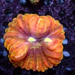 Cynarina Lacrymalis Orange