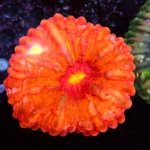 Cynarina Lacrymalis Orange