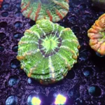 Indophyllia coral green