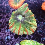 Indophyllia coral Rainbow