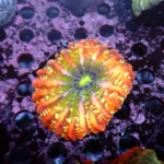 Cynarina Lacrymalis Orange